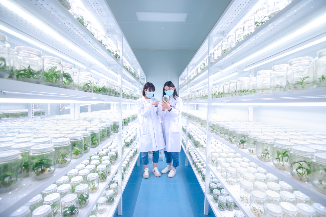 組培架，培養架，光照培養架